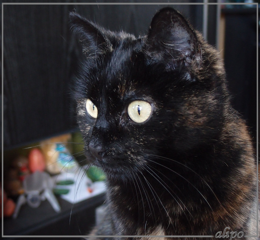 10-12-2014: Izzy met haar grote ogen